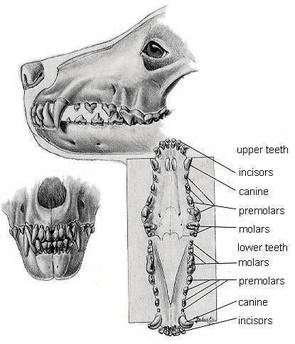 wolf wolves dogs dog teeth bone feeding eat raw healthy k9 meat