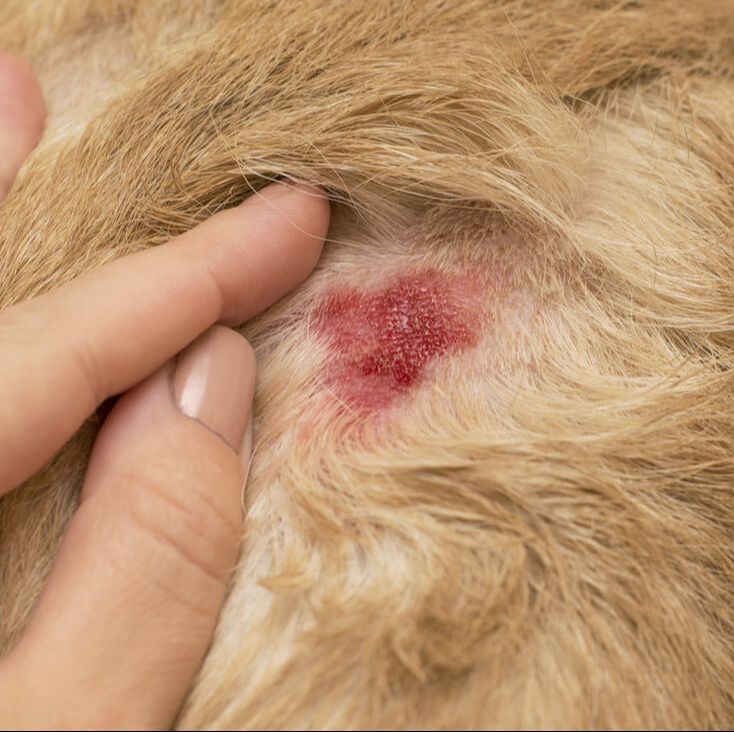 healing hot spots on dogs